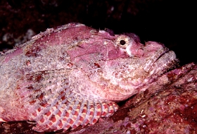 Birmanie - Mergui - 2018 - DSC03019 - Tasseled scorpionfish - Poisson scorpion a houpe - Scorpaenopsis oxycephala